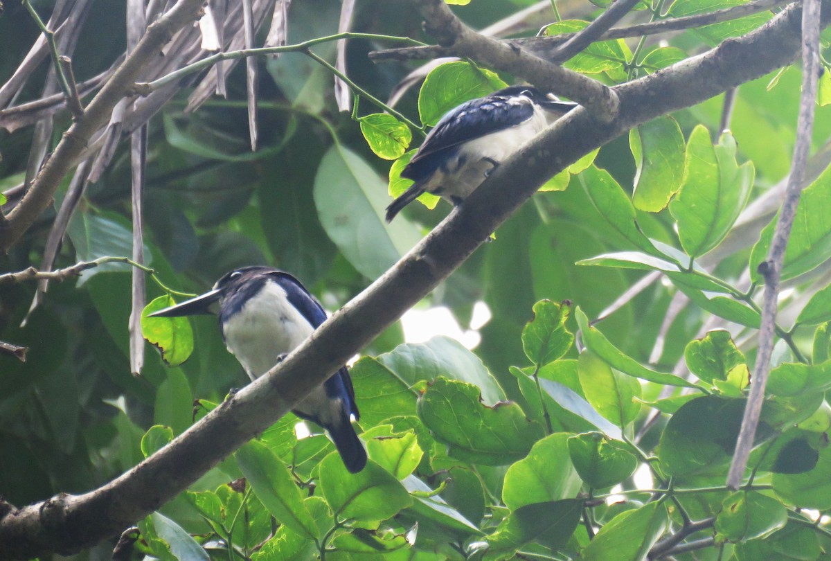 Martin-chasseur des Moluques - ML645355676