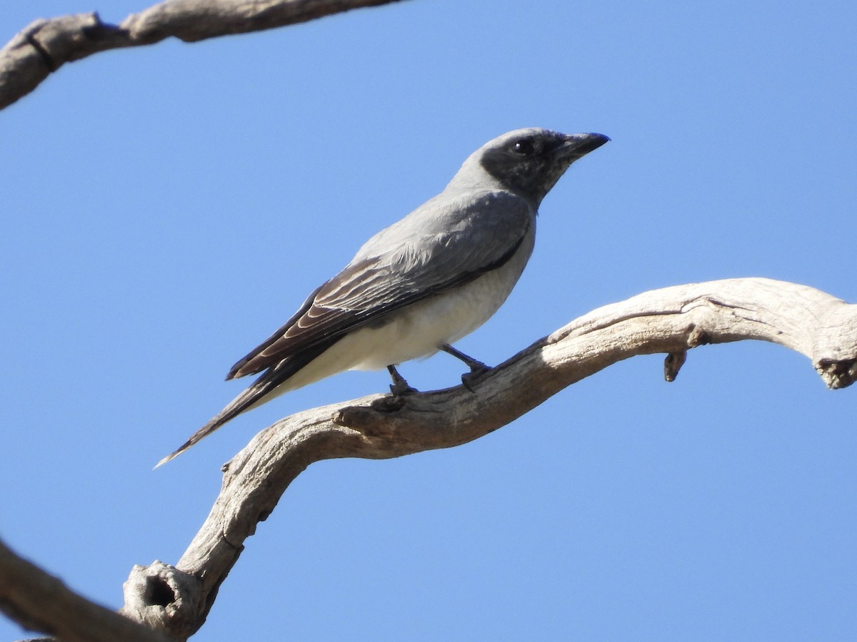 Échenilleur à masque noir - ML645355681