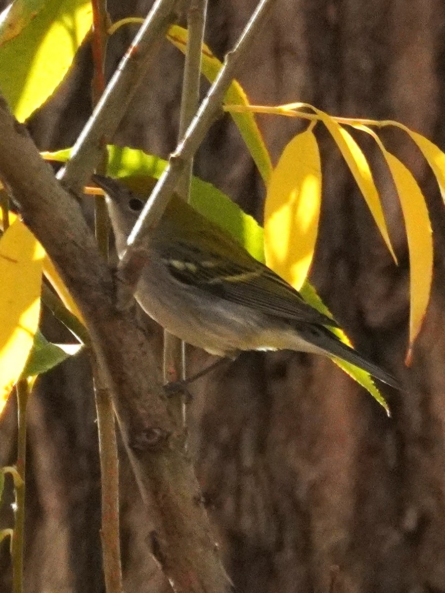 lesňáček rezavoboký - ML645355690