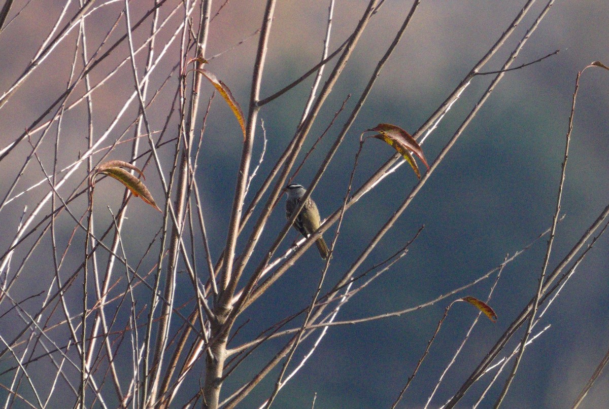 White-crowned Sparrow - ML645355691