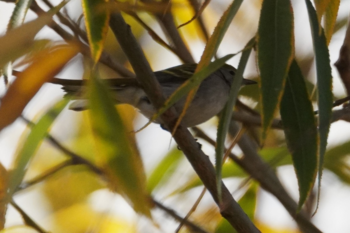 lesňáček rezavoboký - ML645355692