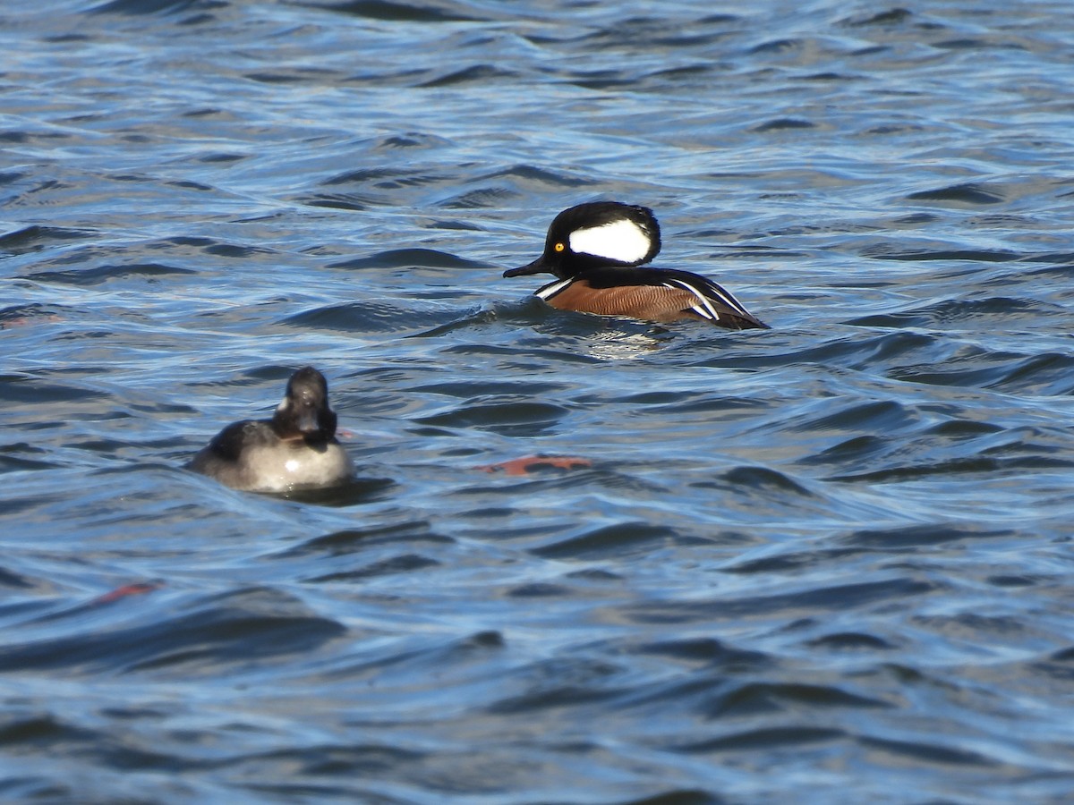 Hooded Merganser - ML645355694
