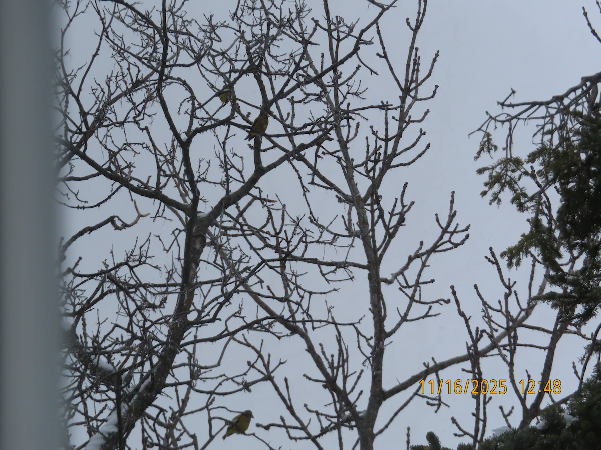 Evening Grosbeak - ML645355695