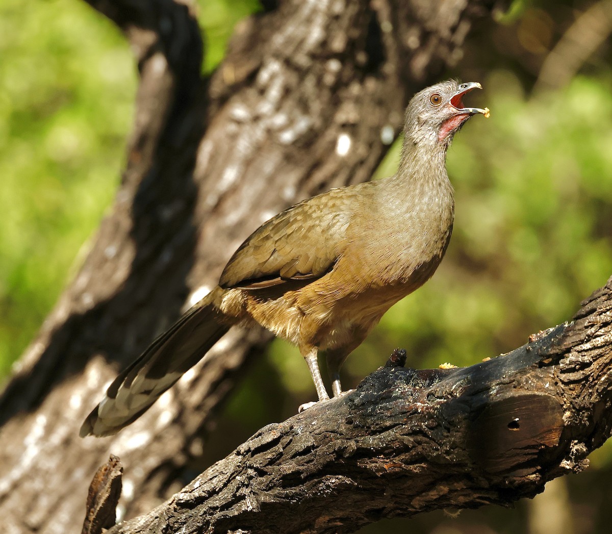 Kuzey Çaçalakası - ML645355698