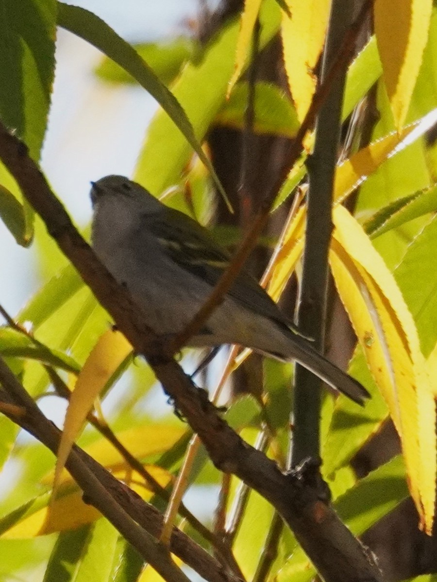 lesňáček rezavoboký - ML645355699