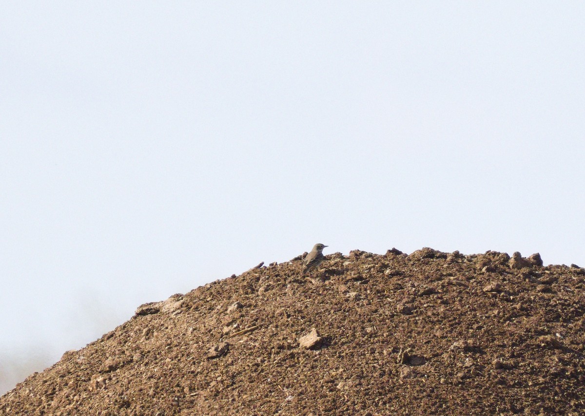 American Pipit - ML645355701