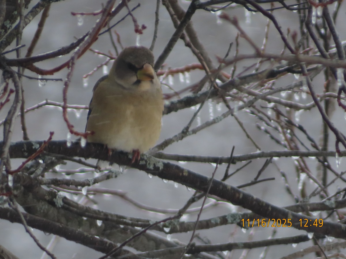 Evening Grosbeak - ML645355703