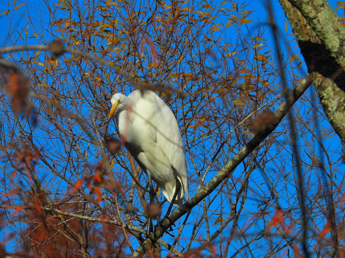 volavka bílá - ML645355704