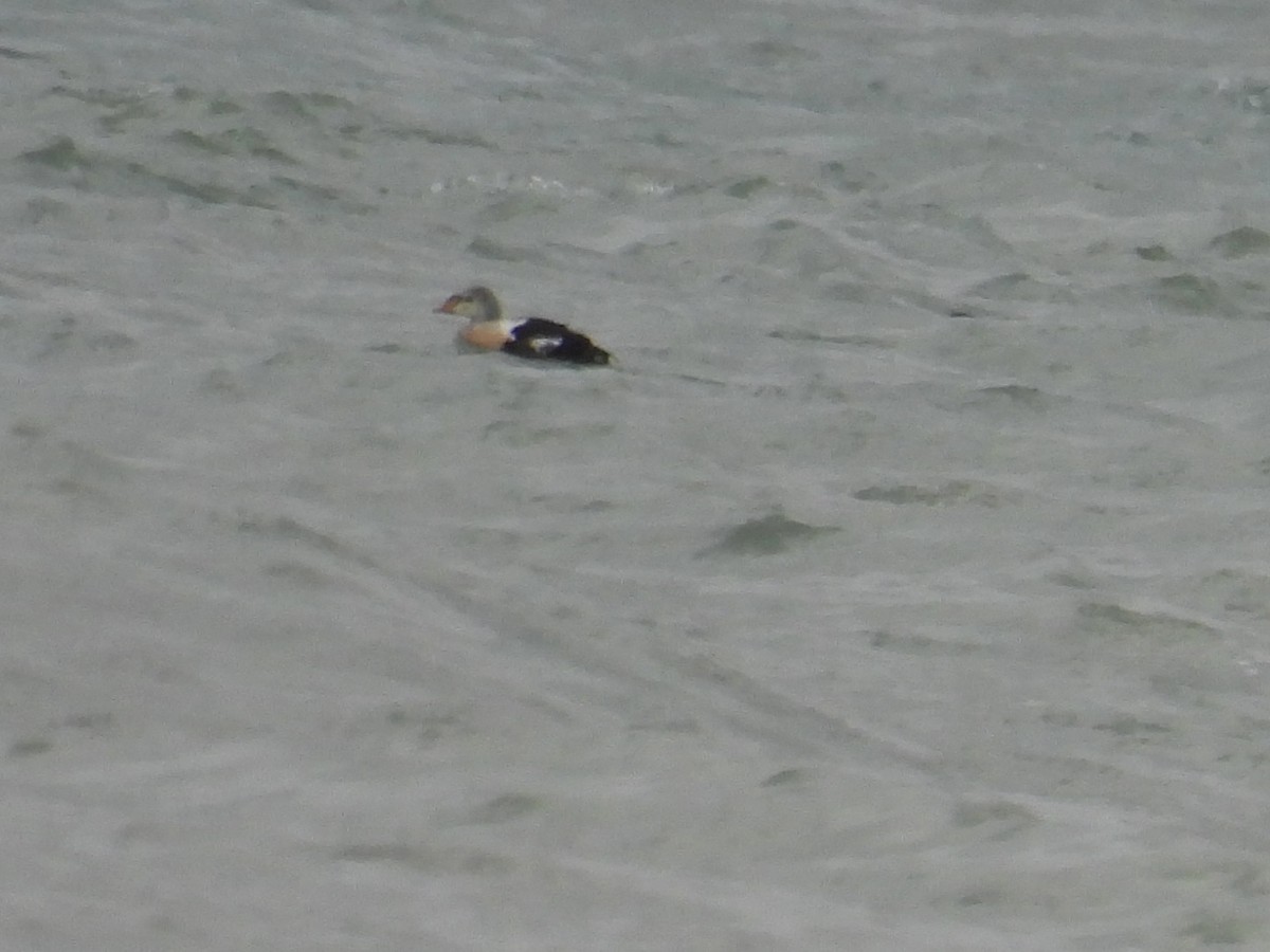 King Eider - ML645355706