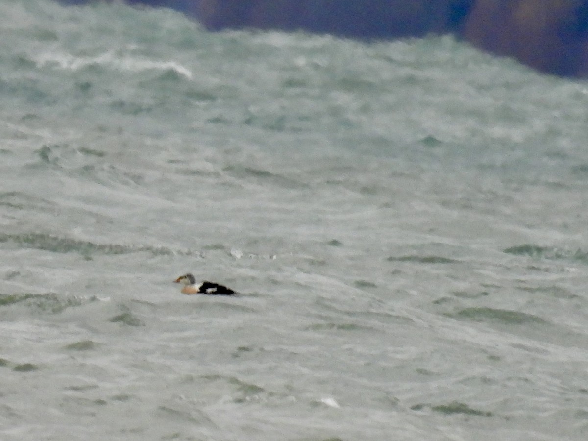 King Eider - ML645355707