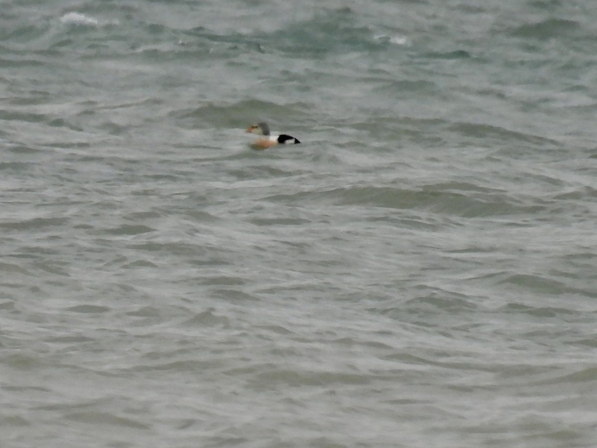 King Eider - ML645355708