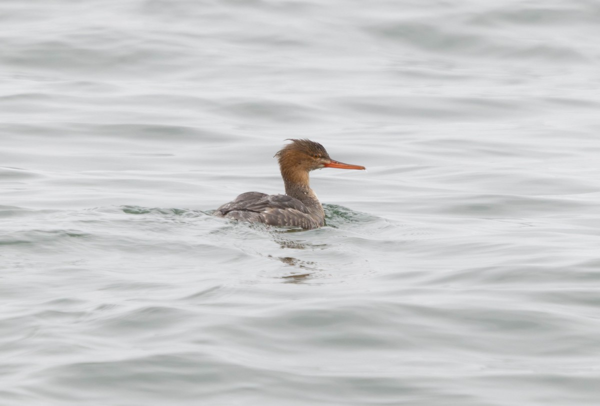 Red-breasted Merganser - ML645355713