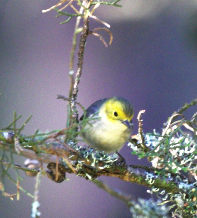 Paruline à tête jaune - ML645355714