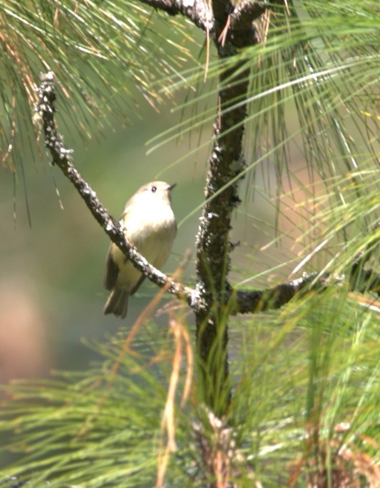 Paruline à tête jaune - ML645355716
