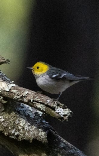 Paruline à tête jaune - ML645355717