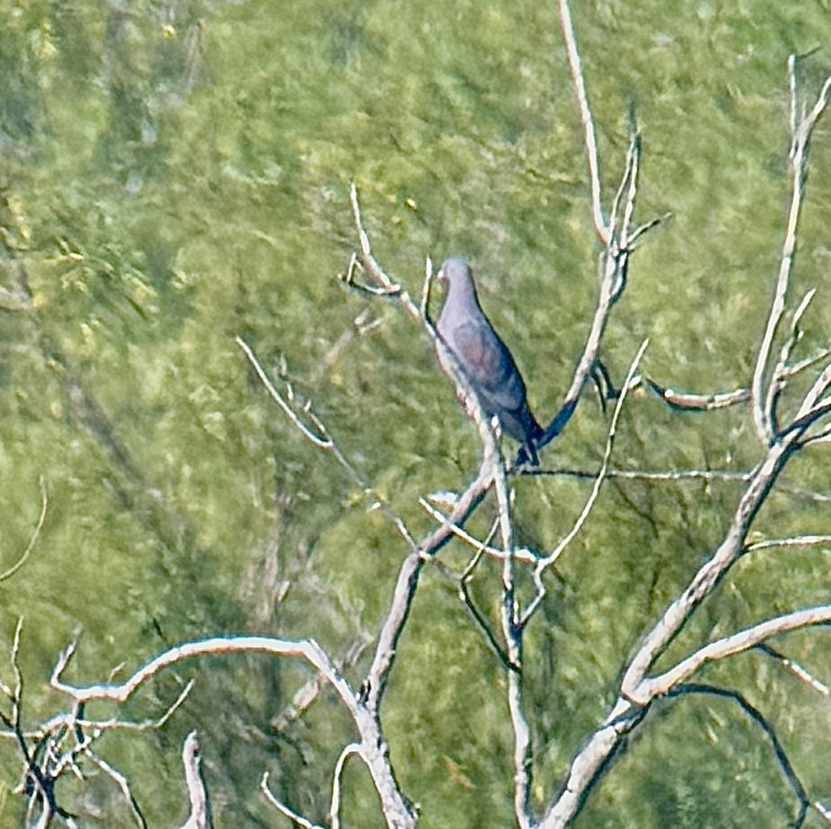 Sarı Gagalı Kızılca Güvercin - ML645355718