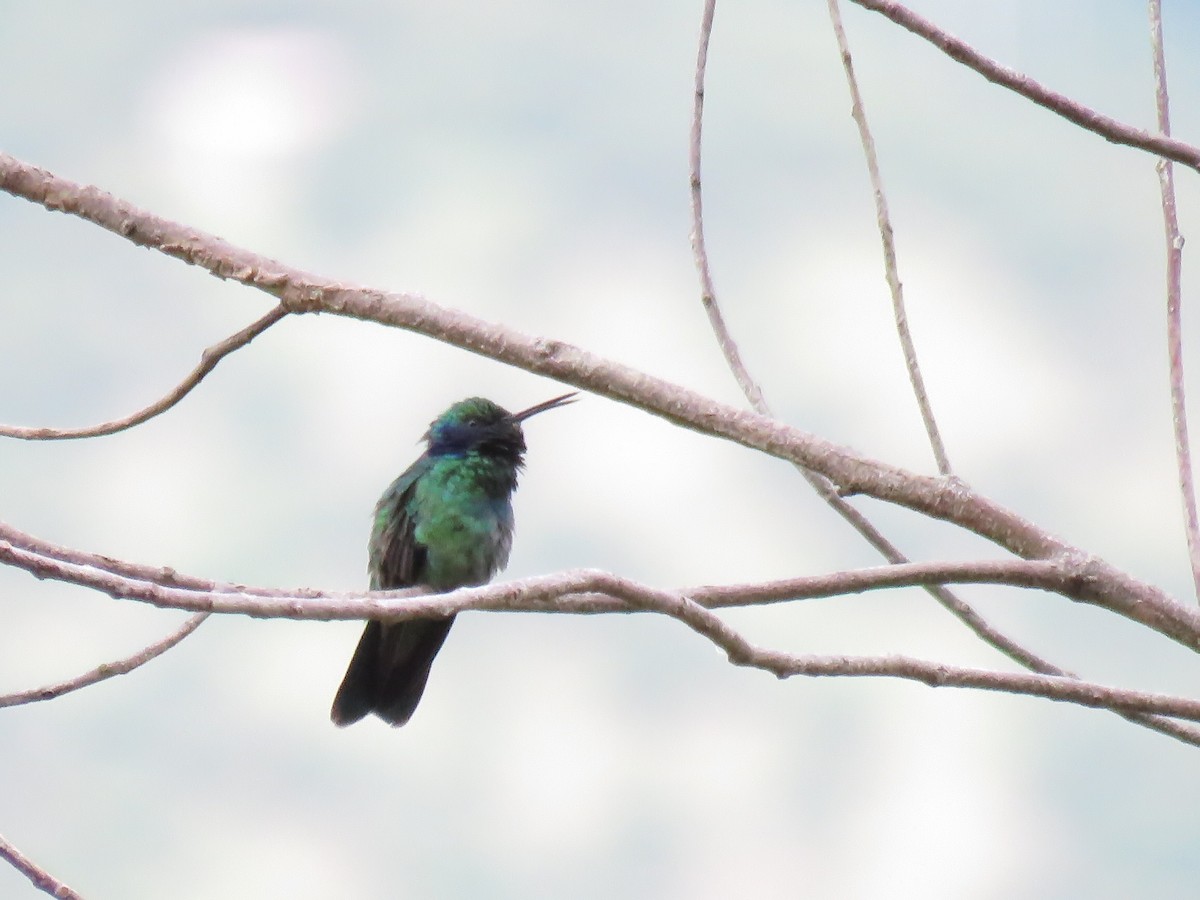 Lesser Violetear - ML645355721