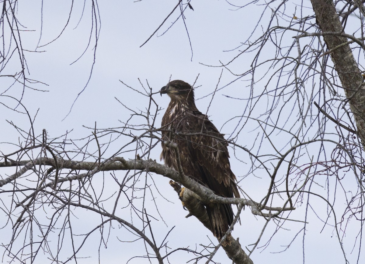 Bald Eagle - ML645355727