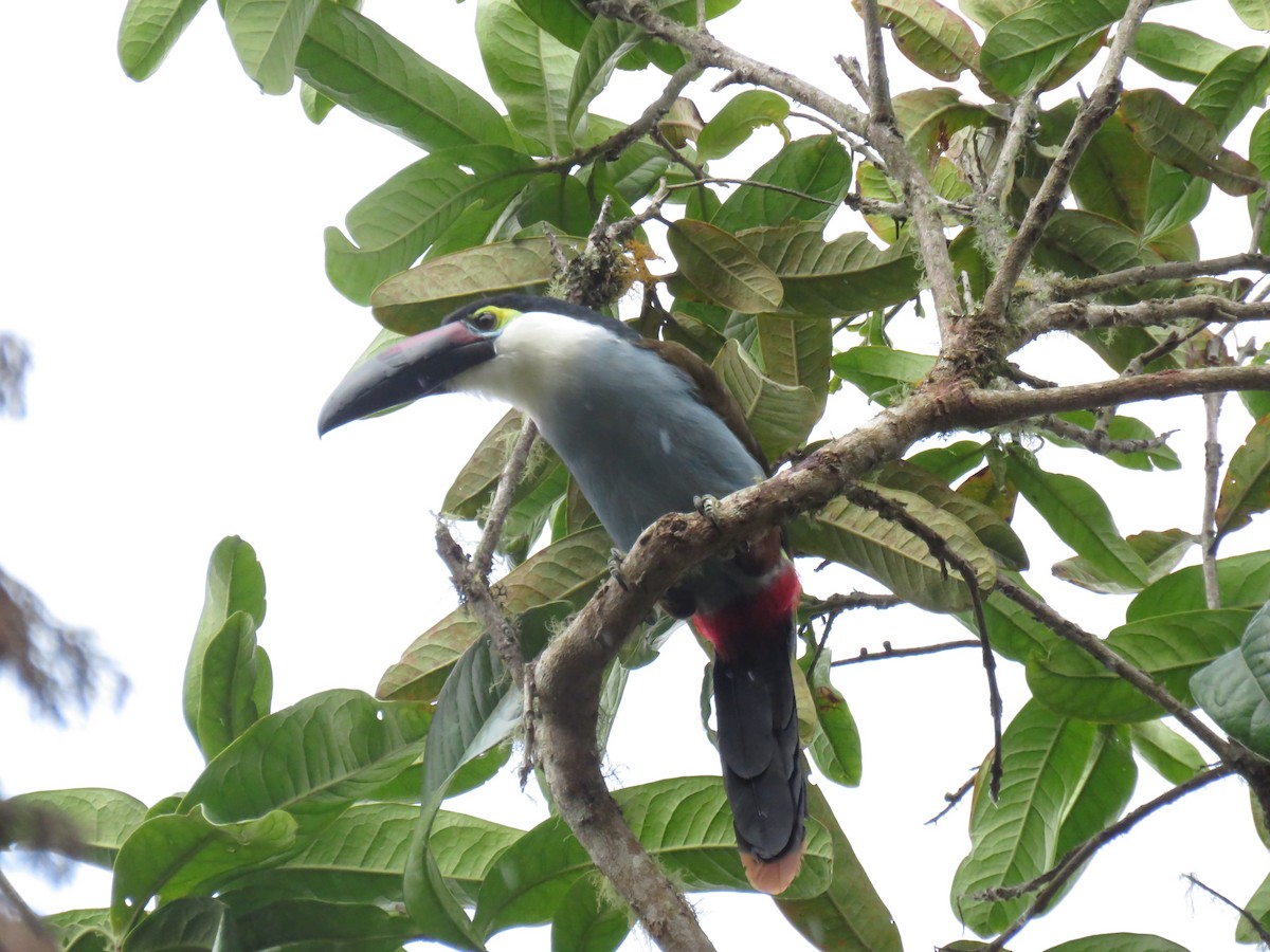 Андигена білощока - ML645355738