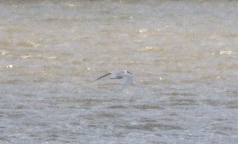 Forster's Tern - ML645355740