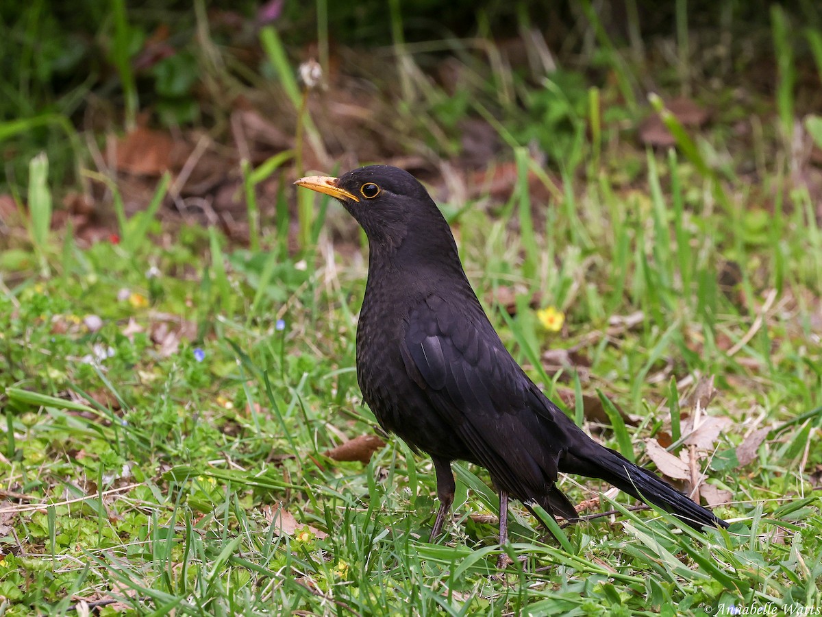 Chinese Blackbird - ML645355744