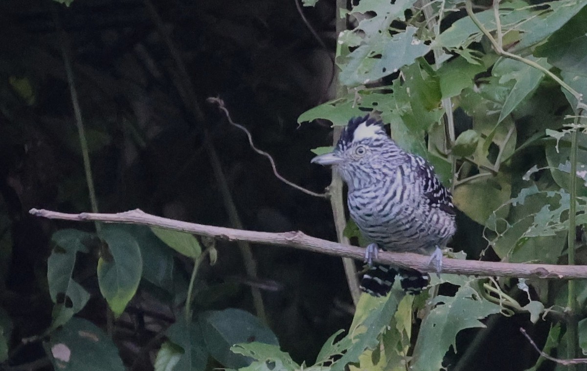 Batará Barrado - ML645355746