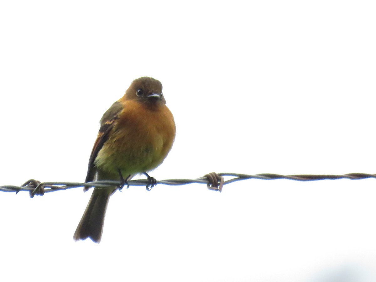 Cinnamon Flycatcher - ML645355749