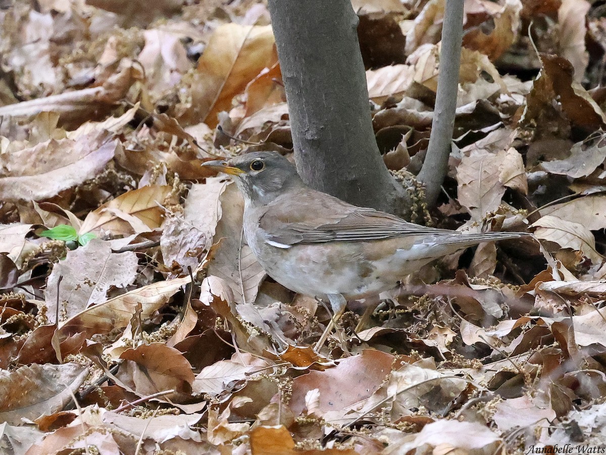 Pale Thrush - ML645355750