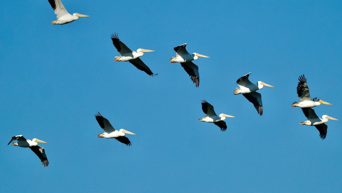 Amerika Pelikanı - ML645355755