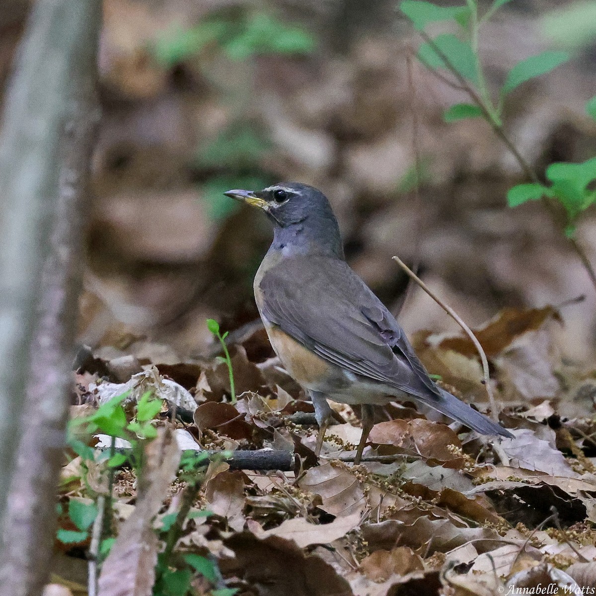Eyebrowed Thrush - ML645355756