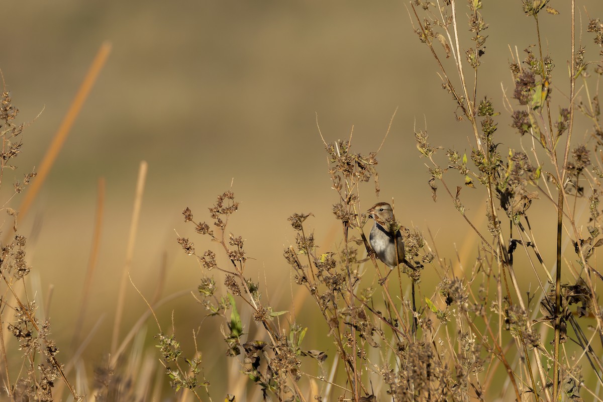 White-crowned Sparrow - ML645355761