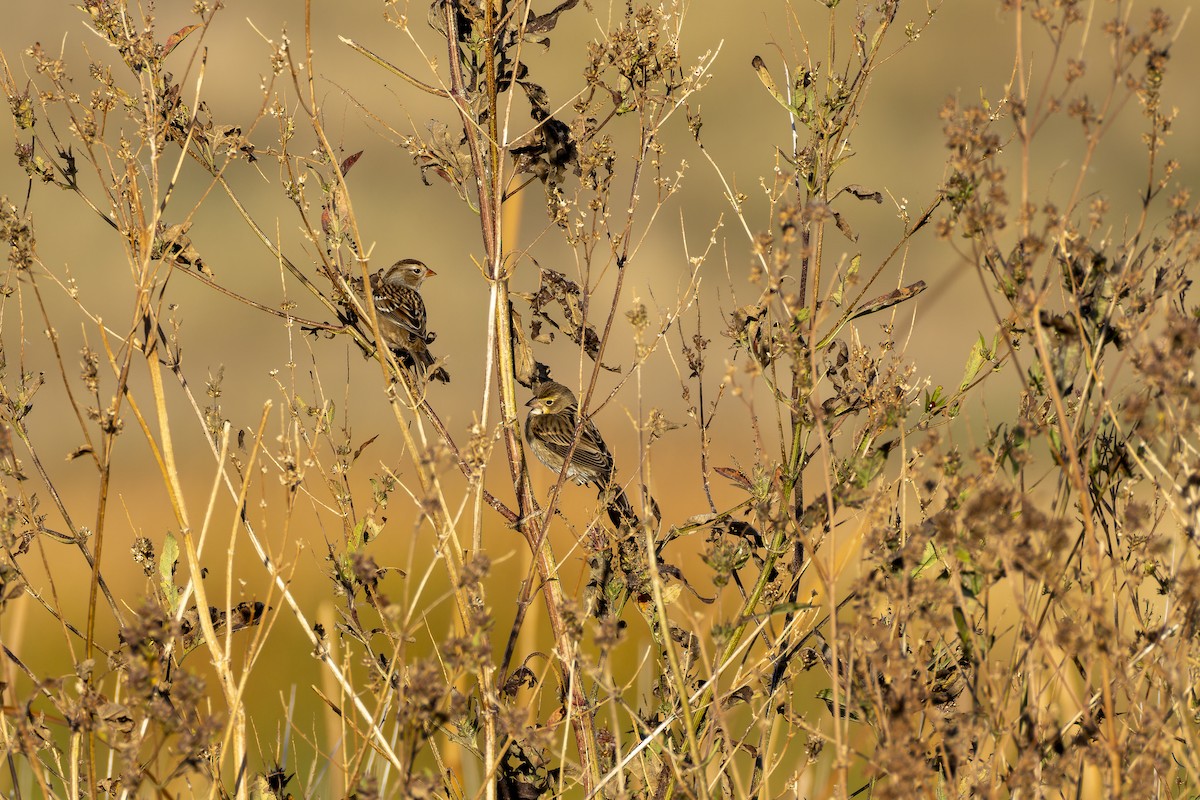 White-crowned Sparrow - ML645355762