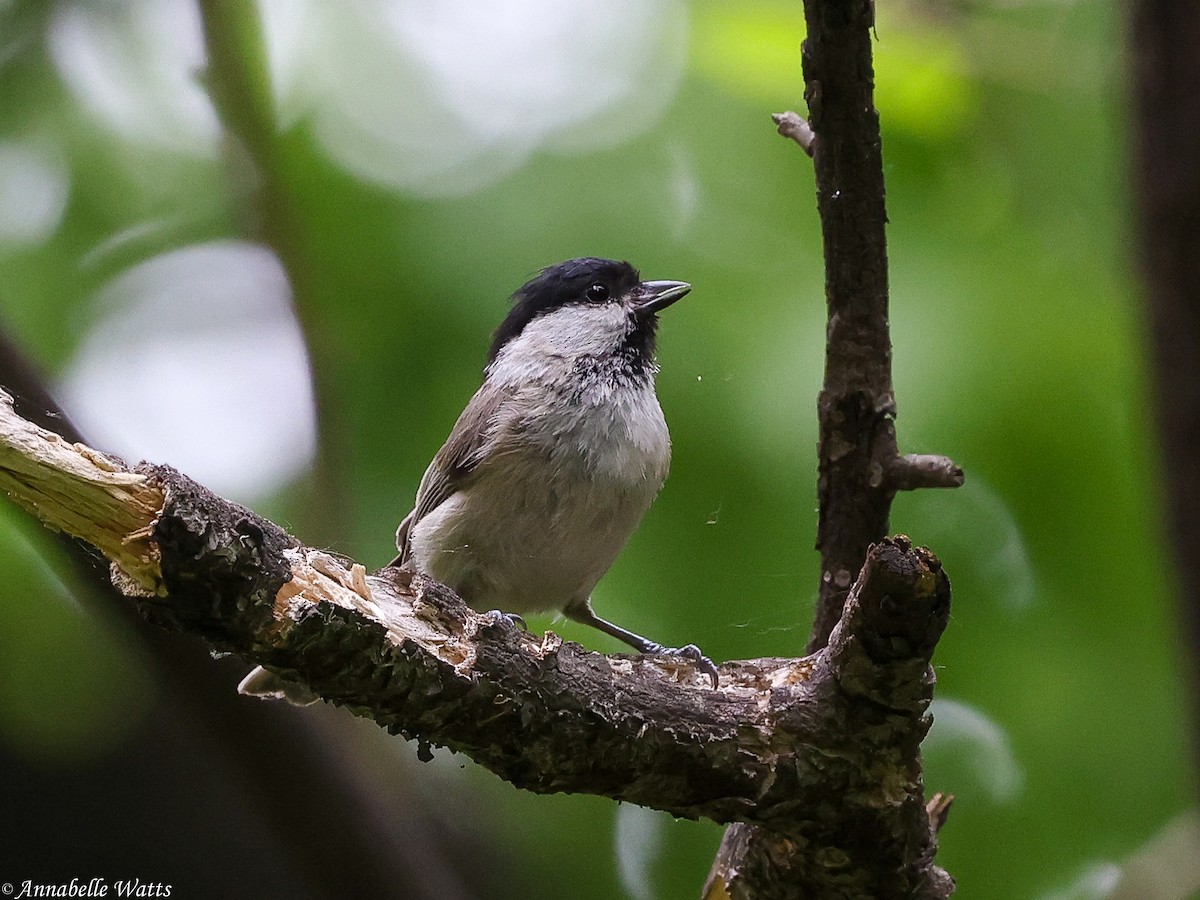 Marsh Tit - ML645355764