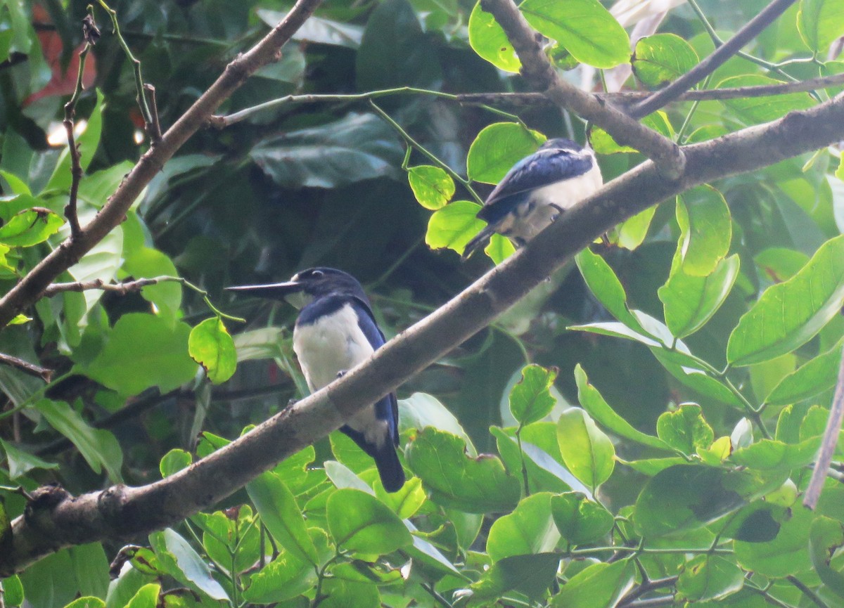 Blue-and-white Kingfisher - ML645355778