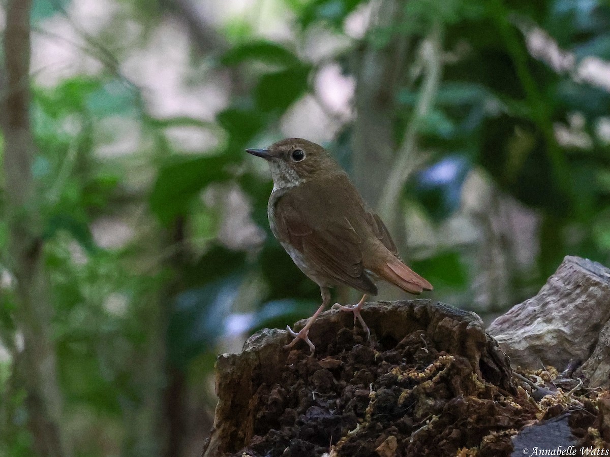 Rufous-tailed Robin - ML645355781