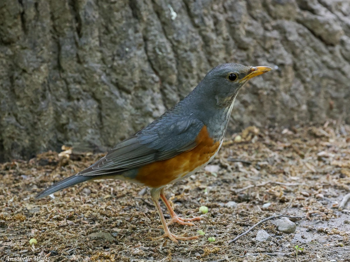 Gray-backed Thrush - ML645355789