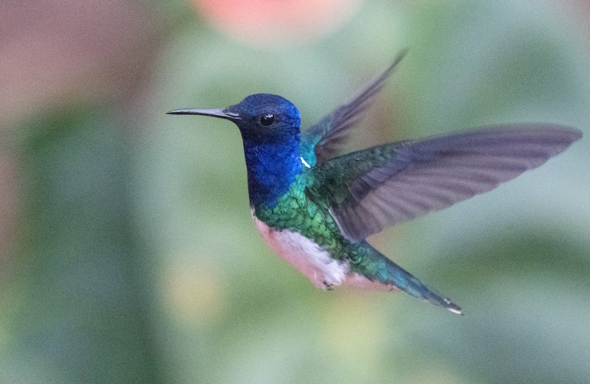 White-necked Jacobin - ML645355795