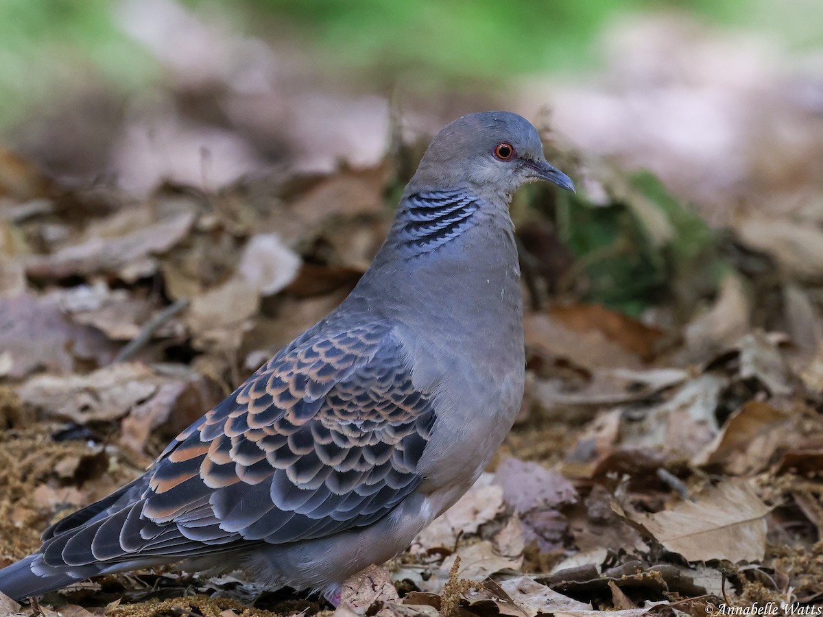 Oriental Turtle-Dove - ML645355796