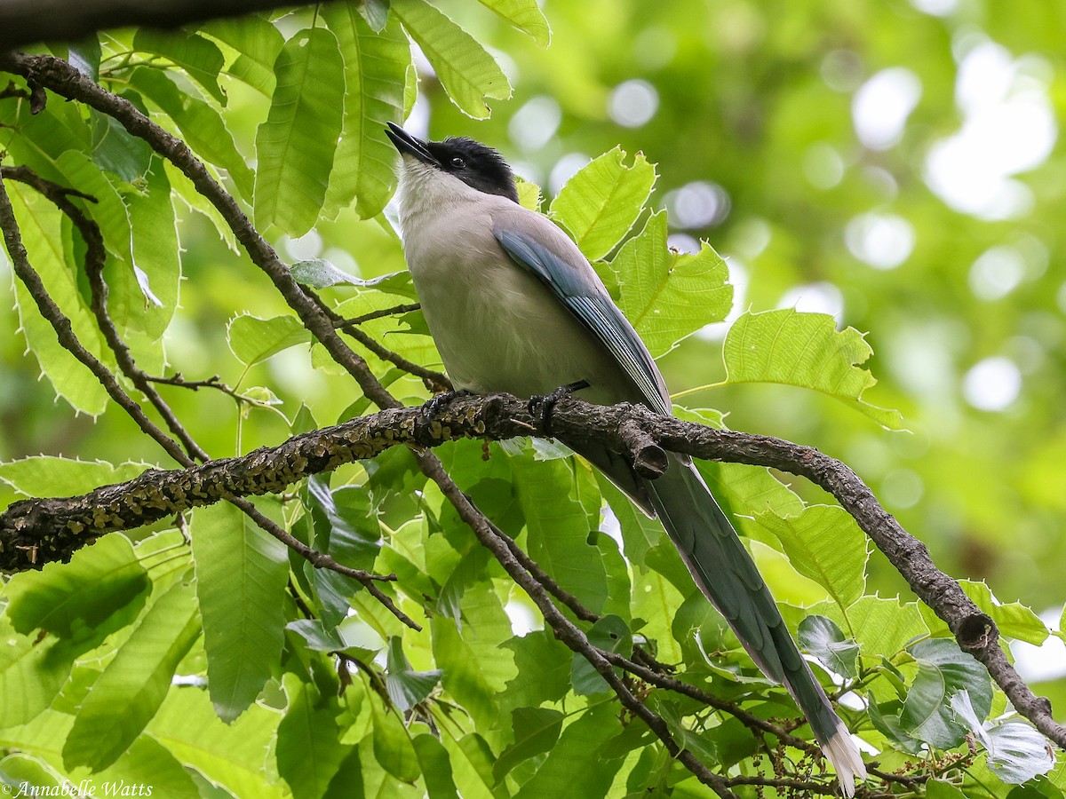 Azure-winged Magpie - ML645355800