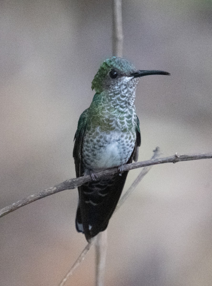 White-necked Jacobin - ML645355807