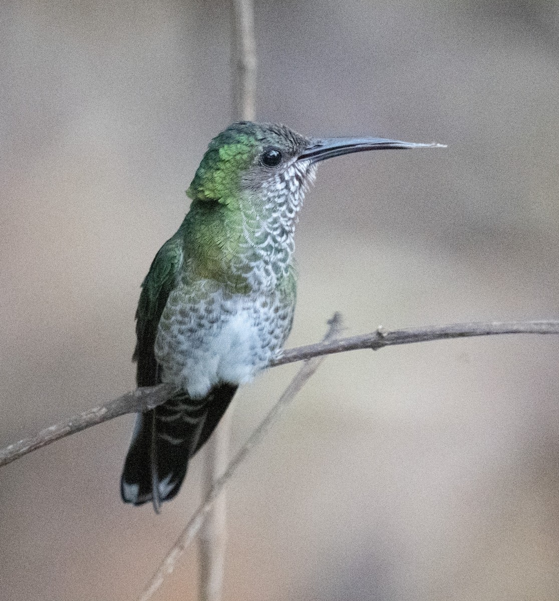 White-necked Jacobin - ML645355809