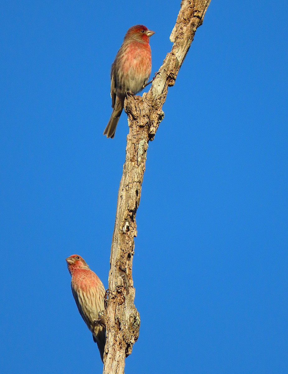 House Finch - ML645355812