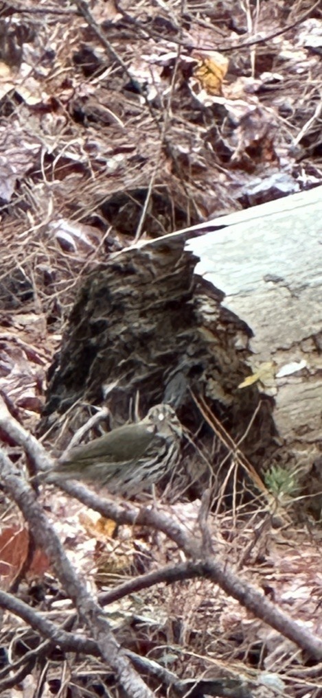 Ovenbird - ML645355814