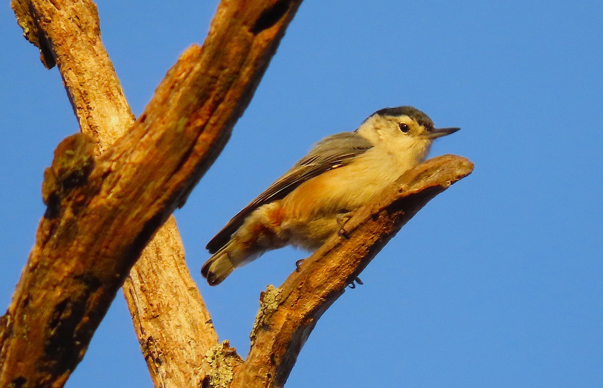 White-breasted Nuthatch - ML645355827