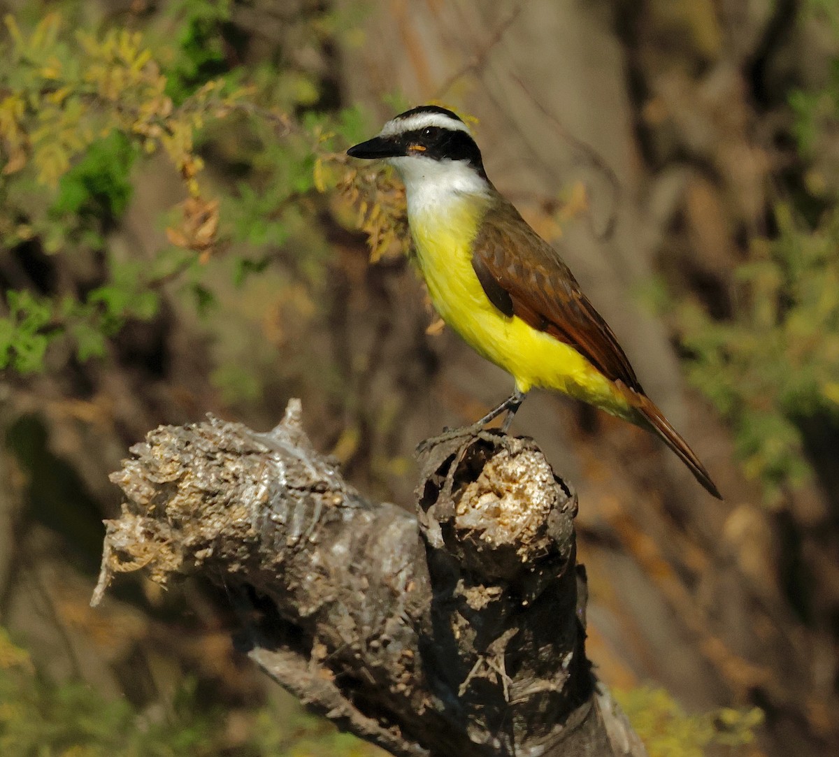 Büyük Kiskadi Tiranı - ML645355828