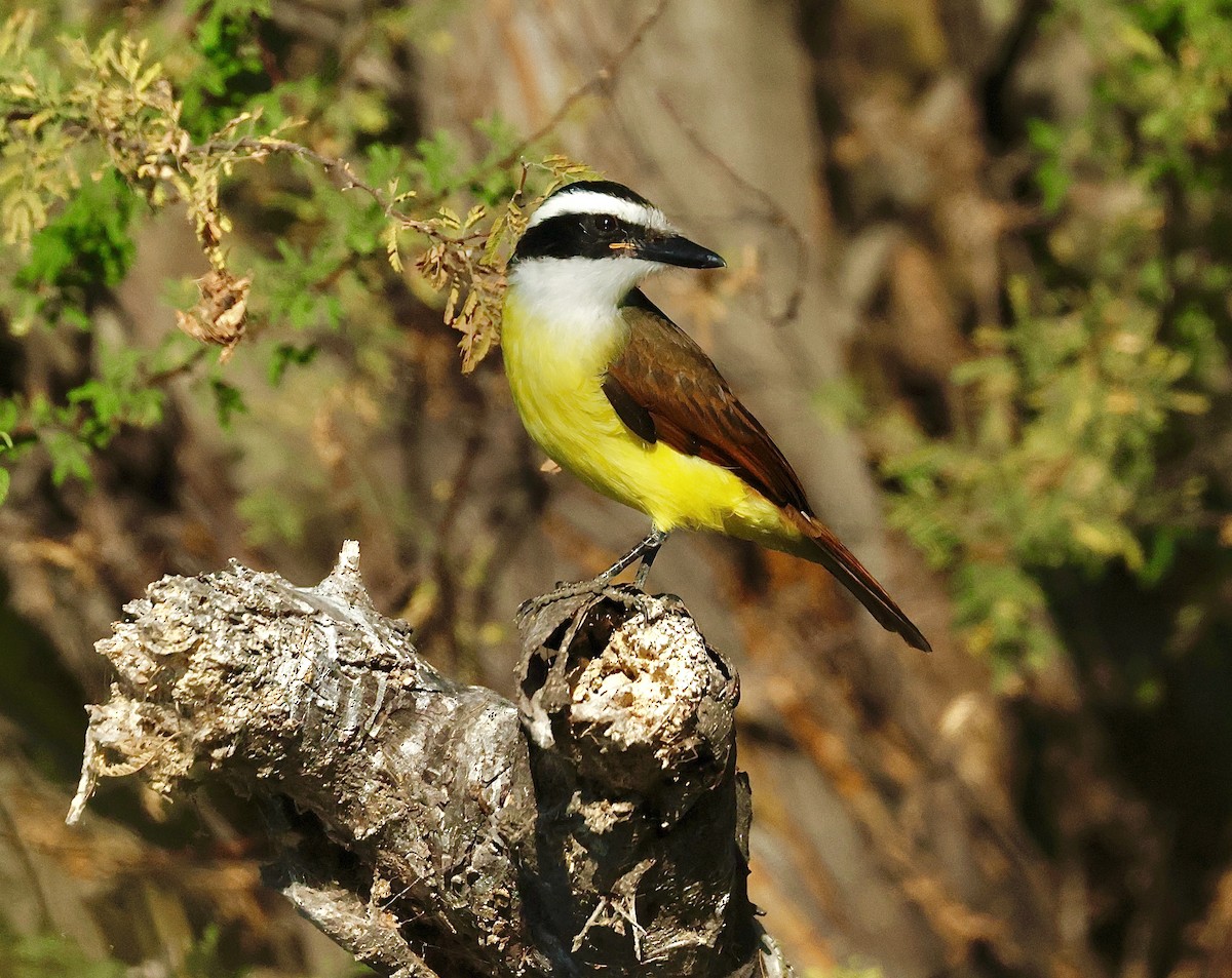 Büyük Kiskadi Tiranı - ML645355829