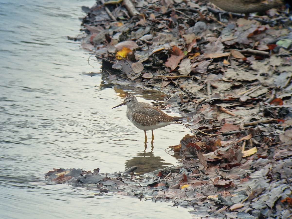 Lesser Yellowlegs - ML645355830