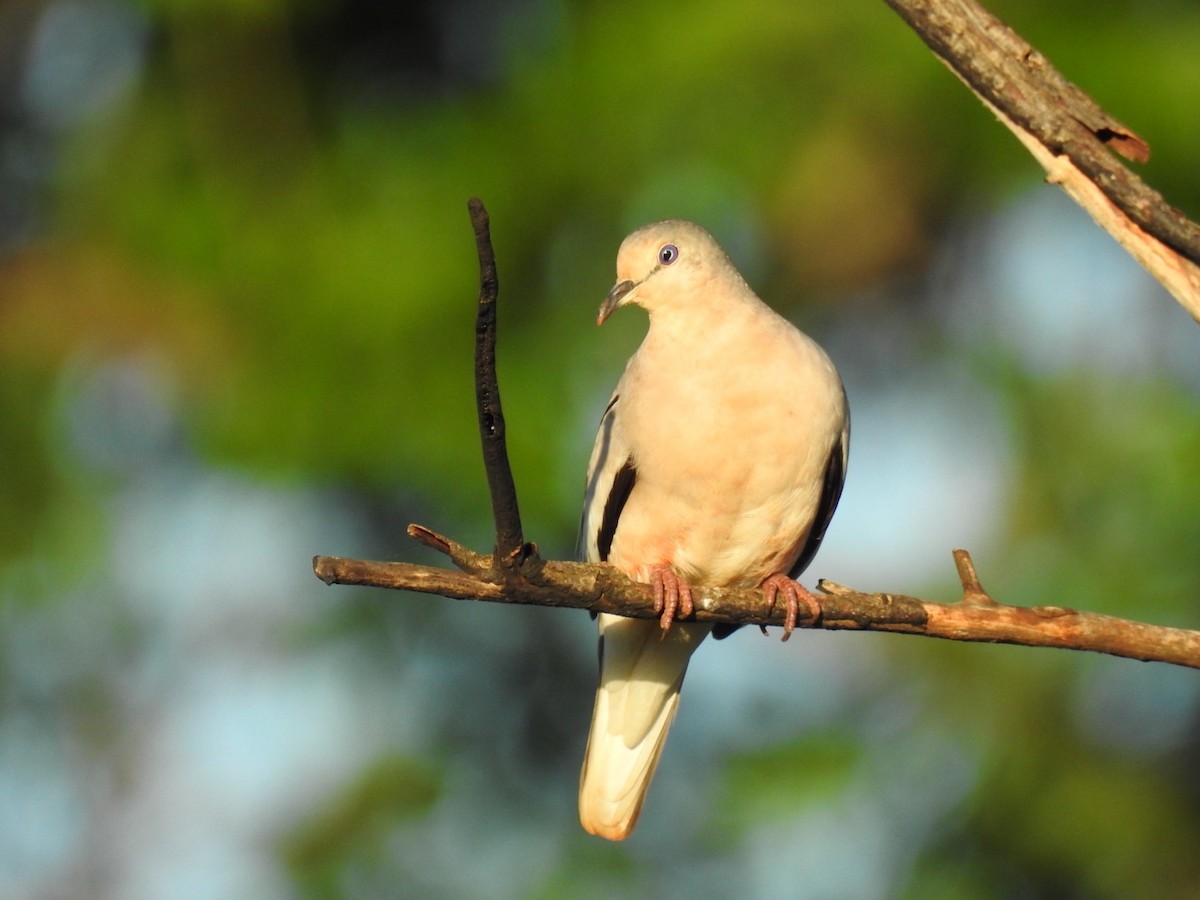 Picui Ground Dove - ML645355831