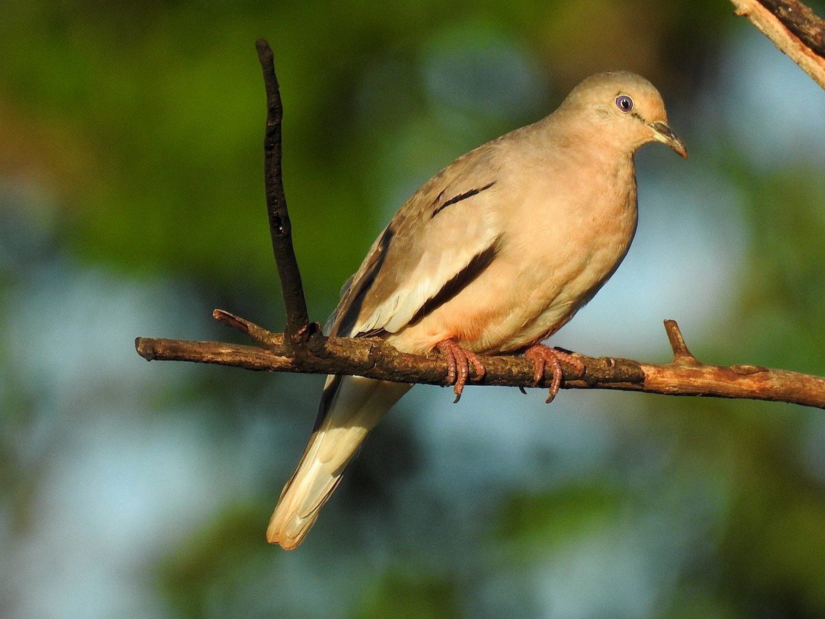 Picui Ground Dove - ML645355832