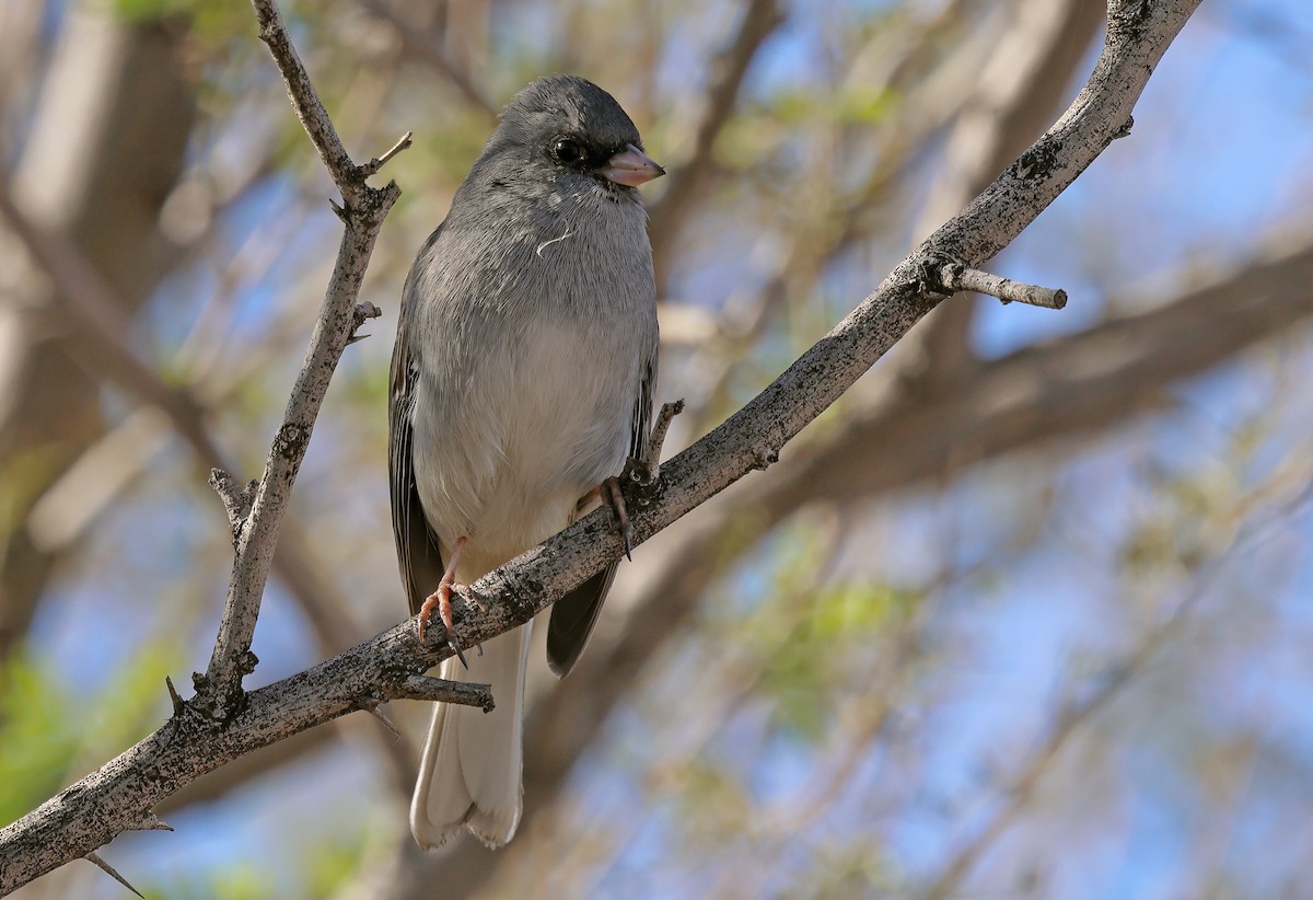 Dark-eyed Junco - ML645355833